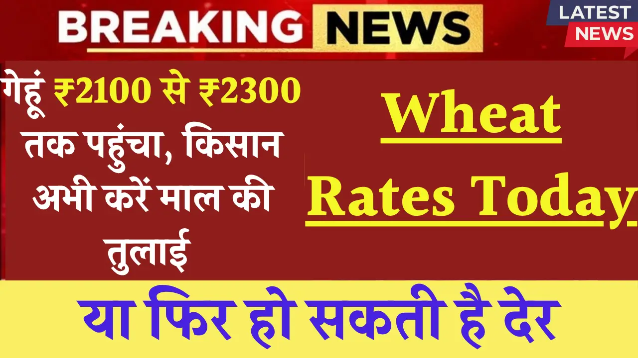 Wheat Rates Today